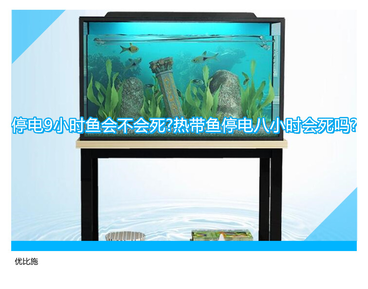 停電9小時(shí)魚(yú)會(huì)不會(huì)死?熱帶魚(yú)停電八小時(shí)會(huì)死嗎?